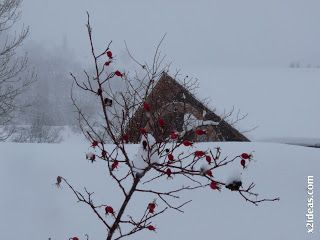 P1420539 - Tercer día de nevada continuada. 2ª parte.