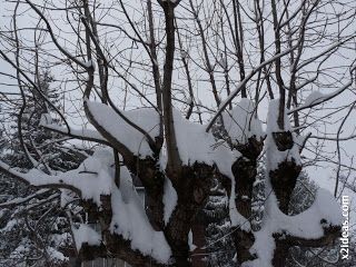P1420578 - Tercer día de nevada continuada. 2ª parte.