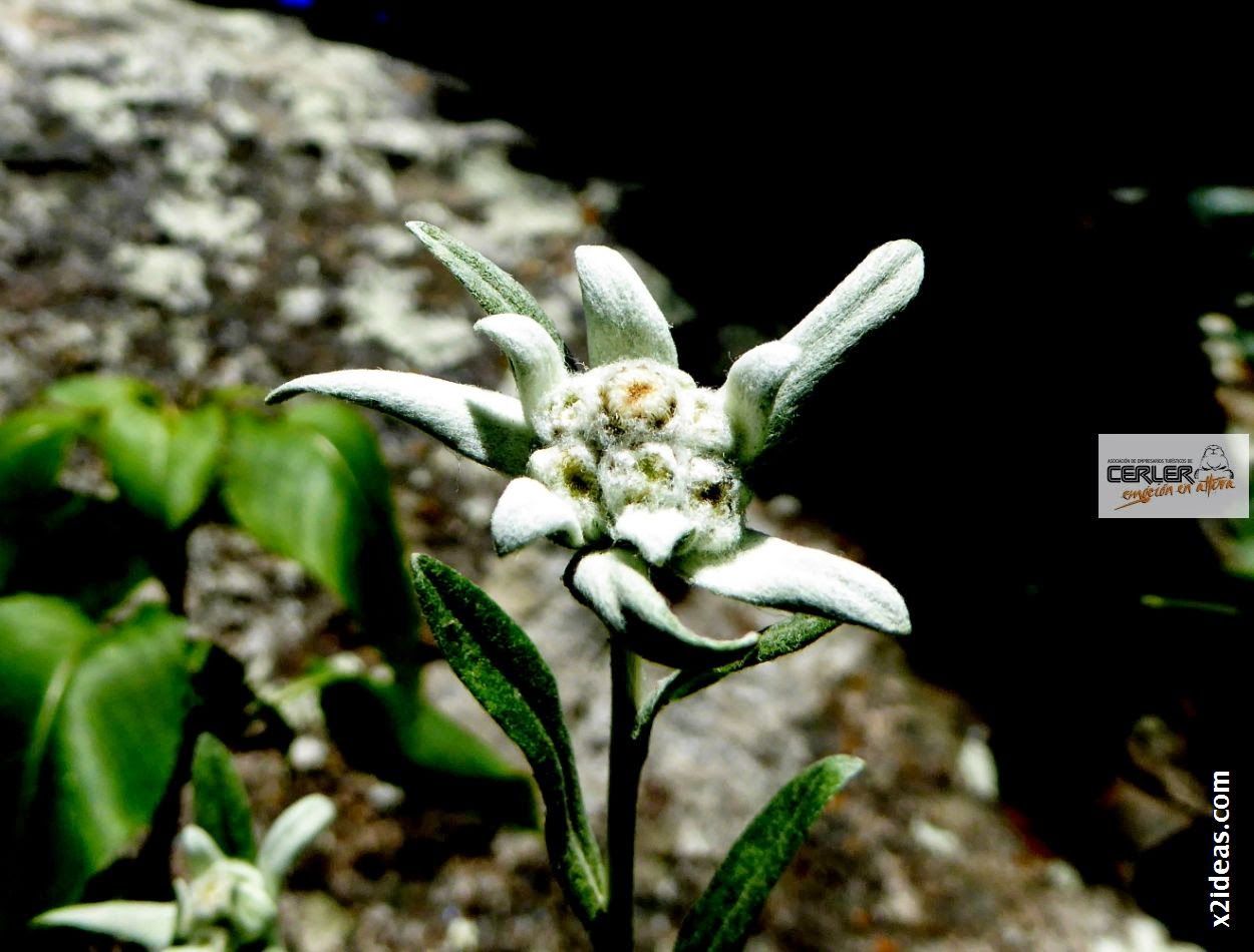 P1000668 2 - Flor de Edelweiss