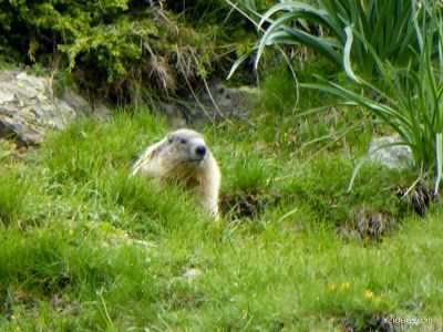 P1130285 - El domingo tocó ver marmotas, Valle de Benasque en vivo.