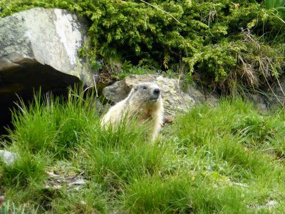 P1130287 - El domingo tocó ver marmotas, Valle de Benasque en vivo.