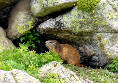 P1130300 - El domingo tocó ver marmotas, Valle de Benasque en vivo.