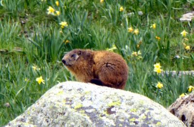 P1130302 - El domingo tocó ver marmotas, Valle de Benasque en vivo.