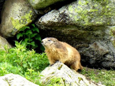 P1130303 - El domingo tocó ver marmotas, Valle de Benasque en vivo.