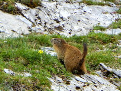 P1130304 - El domingo tocó ver marmotas, Valle de Benasque en vivo.