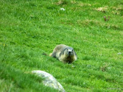P1130305 - El domingo tocó ver marmotas, Valle de Benasque en vivo.
