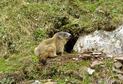 P1130306 - El domingo tocó ver marmotas, Valle de Benasque en vivo.