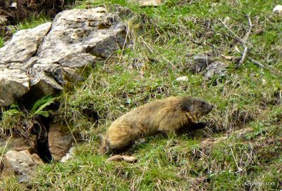 P1130309 - El domingo tocó ver marmotas, Valle de Benasque en vivo.