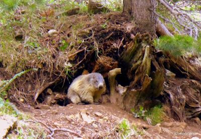 P1130310 - El domingo tocó ver marmotas, Valle de Benasque en vivo.