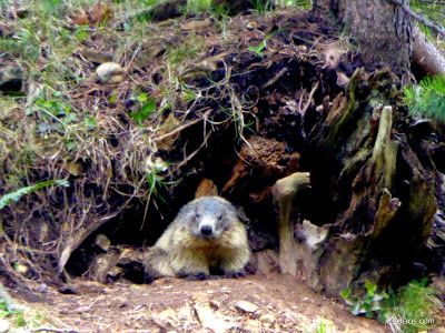 P1130312 - El domingo tocó ver marmotas, Valle de Benasque en vivo.