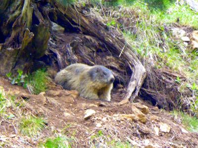 P1130315 - El domingo tocó ver marmotas, Valle de Benasque en vivo.