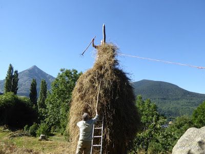 P1270441 - Montando una "Barga" o pajar en Sarllé, Valle de Benasque