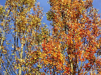 P1300273 fhdr - Colores cálidos es otoño en Cerler, Valle de Benasque.