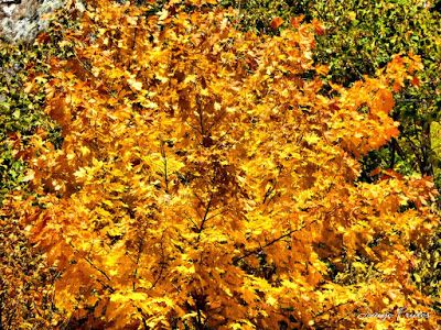 P1300278 fhdr - Colores cálidos es otoño en Cerler, Valle de Benasque.