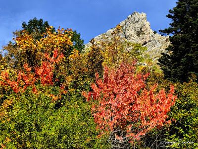 P1300279 fhdr - Colores cálidos es otoño en Cerler, Valle de Benasque.