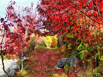P1300286 fhdr - Colores cálidos es otoño en Cerler, Valle de Benasque.