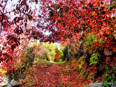 P1300292 fhdr - Colores cálidos es otoño en Cerler, Valle de Benasque.