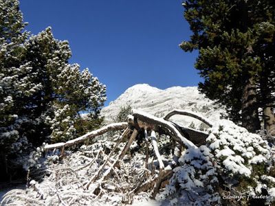 P1300963 - Primera nevada de noviembre en el Valle de Benasque.