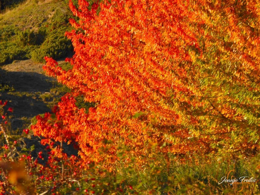 P1190876 1024x768 - Entreno de otoño bonitos colores.