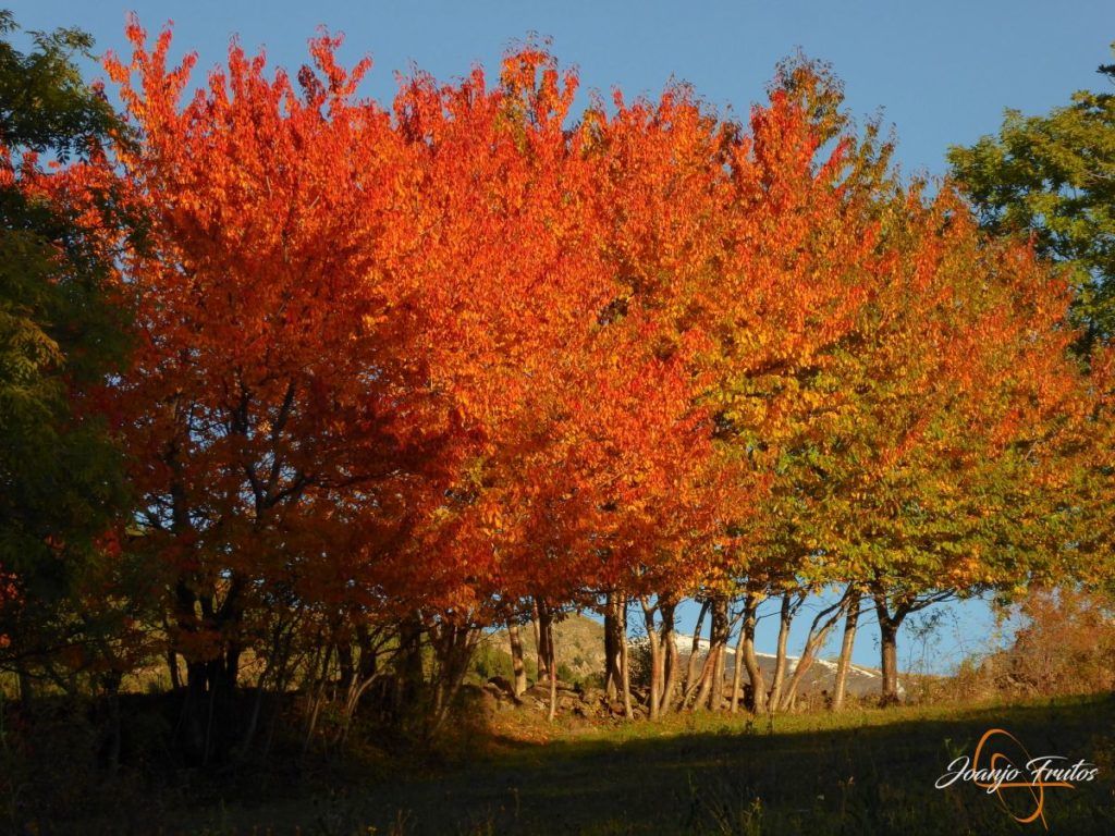P1190887 1024x768 - Entreno de otoño bonitos colores.