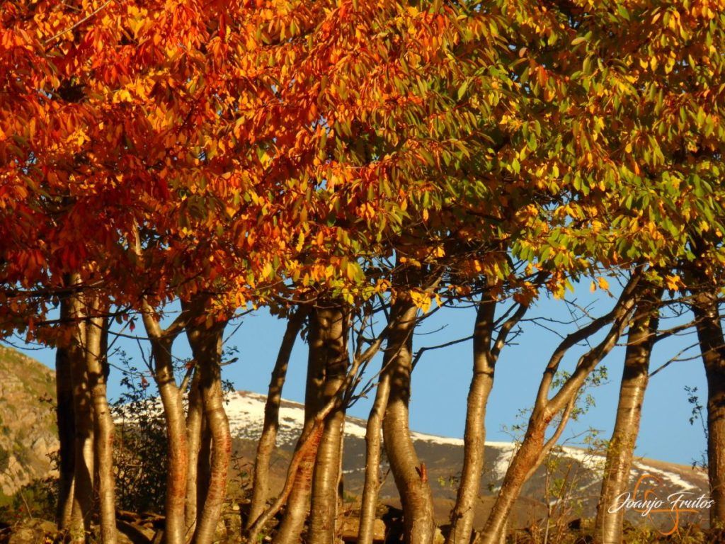 P1190889 1024x768 - Entreno de otoño bonitos colores.