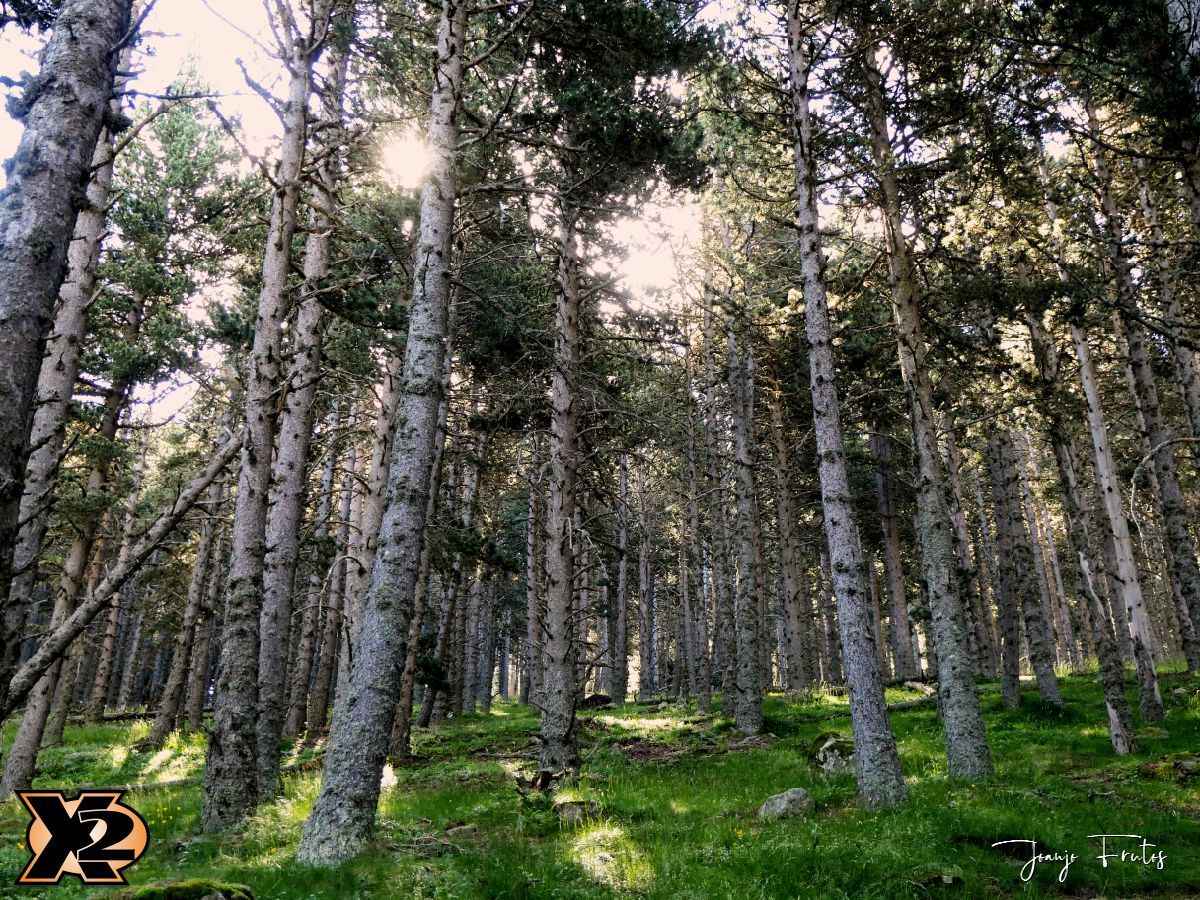 P1000326 copia - Fotografía en bosques de Cerler.