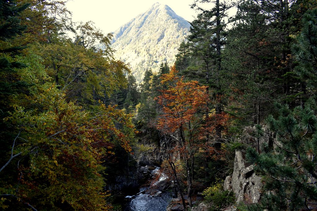 Veroño en Hayedo de Gorges de Alba.
Valle de Benasque.