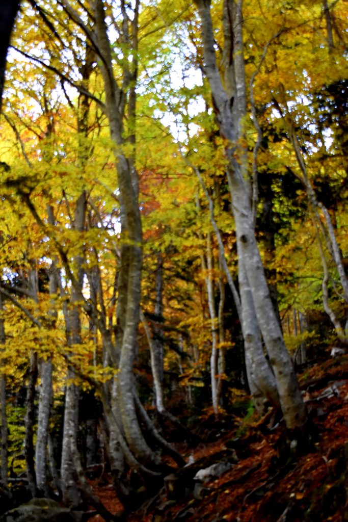 Veroño en Hayedo de Gorges de Alba.
Valle de Benasque.