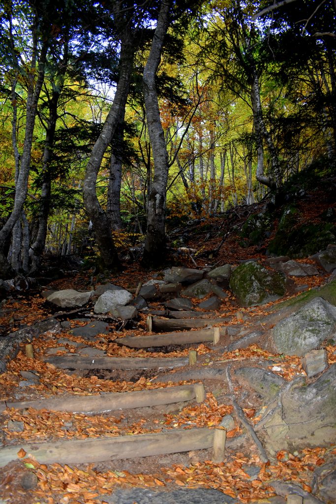 Veroño en Hayedo de Gorges de Alba.
Valle de Benasque.