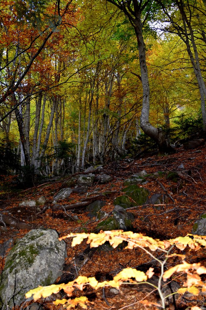 Veroño en Hayedo de Gorges de Alba.
Valle de Benasque.