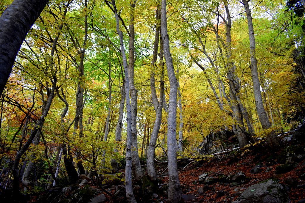 Veroño en Hayedo de Gorges de Alba.
Valle de Benasque.
