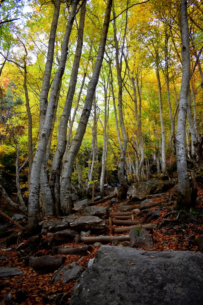 Veroño en Hayedo de Gorges de Alba.
Valle de Benasque.