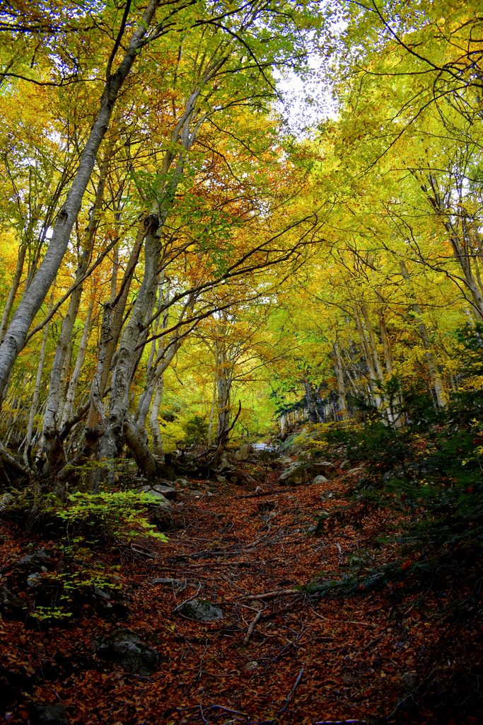 Veroño en Hayedo de Gorges de Alba.
Valle de Benasque.