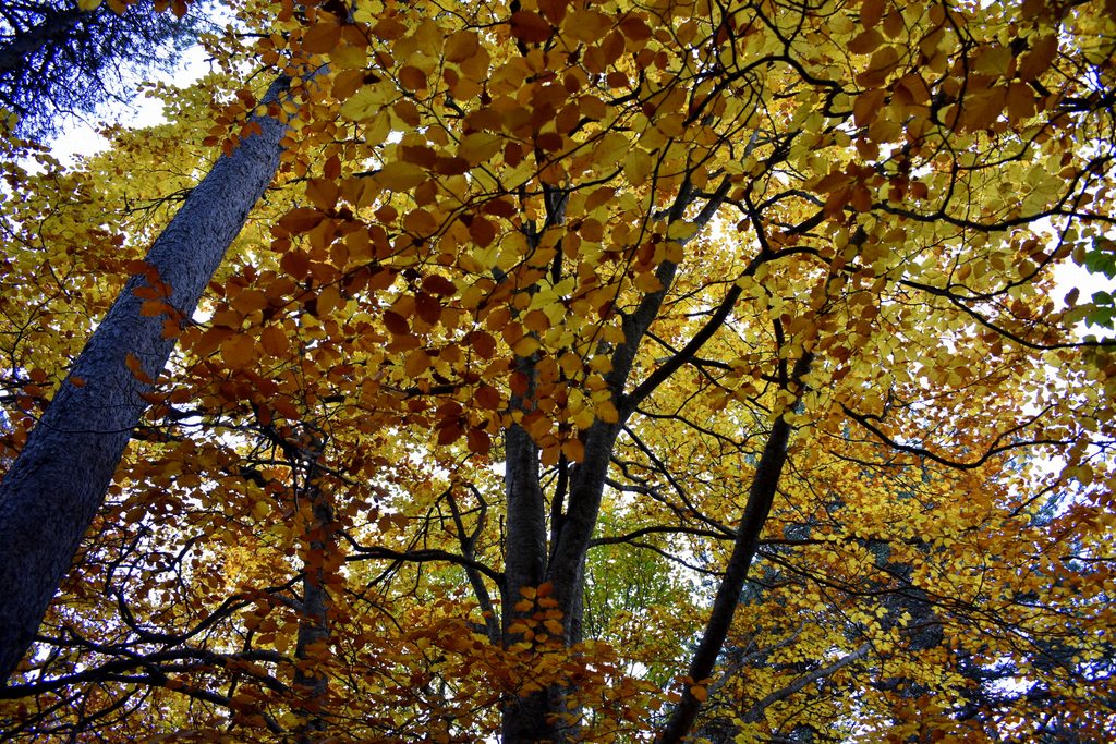 Veroño en Hayedo de Gorges de Alba.
Valle de Benasque.
