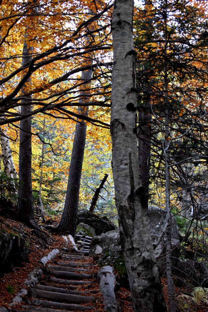 Veroño en Hayedo de Gorges de Alba.
Valle de Benasque.