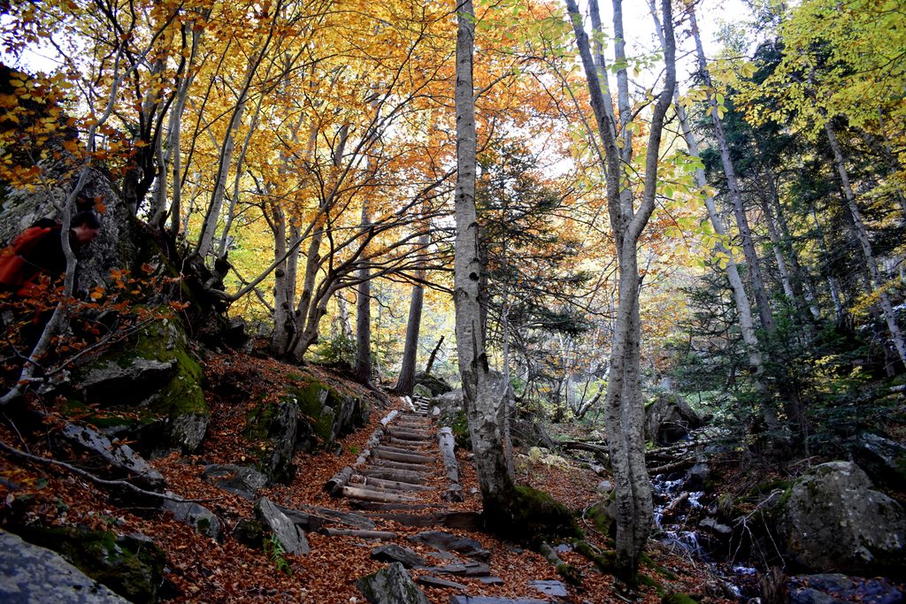 Veroño en Hayedo de Gorges de Alba.
Valle de Benasque.