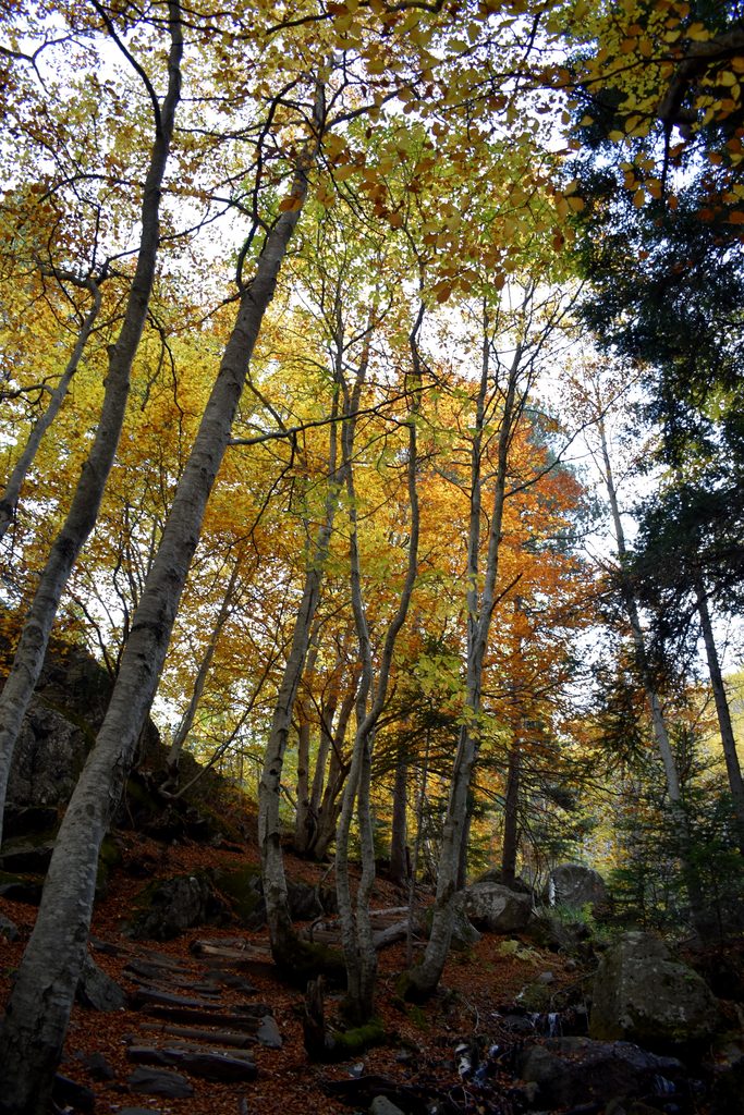 Veroño en Hayedo de Gorges de Alba.
Valle de Benasque.