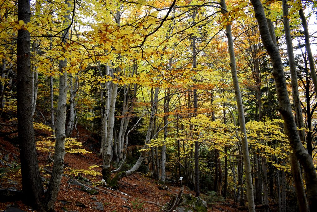 Veroño en Hayedo de Gorges de Alba.
Valle de Benasque.