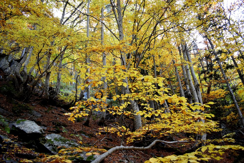 Veroño en Hayedo de Gorges de Alba.
Valle de Benasque.
