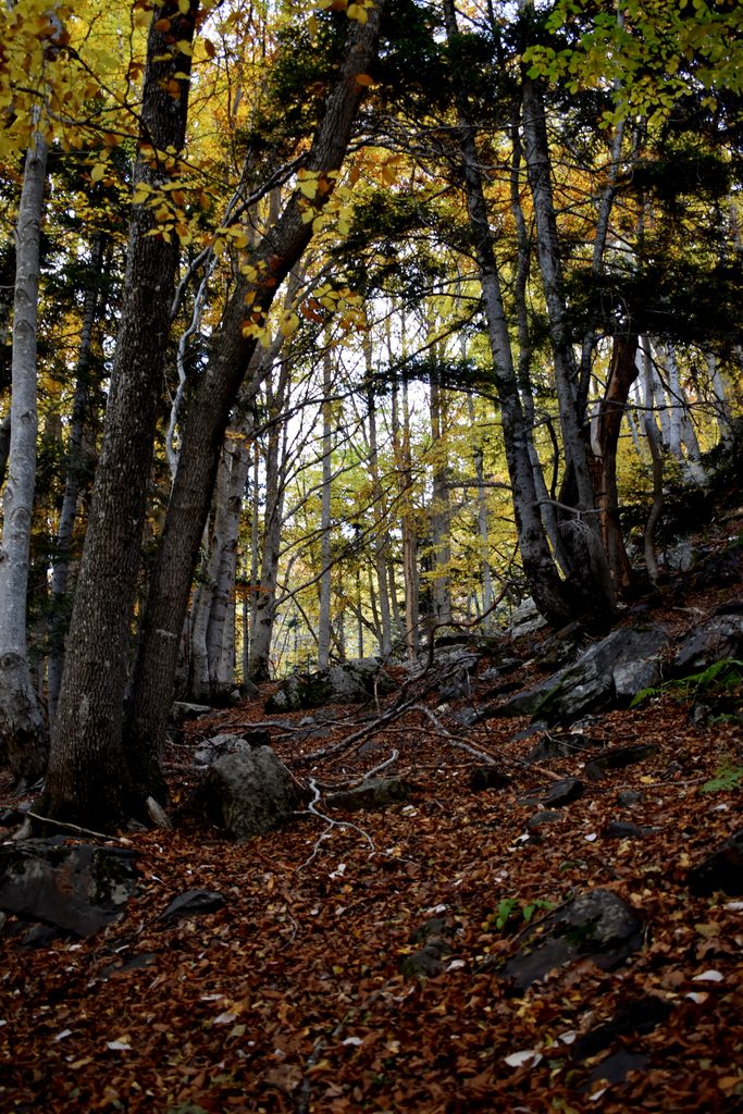 Veroño en Hayedo de Gorges de Alba.
Valle de Benasque.